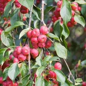 Malus Fruitilicious Tree - Crab Apple Tree, White Spring Blossoms, Low Maintenance (5-6ft)