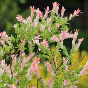 Salix Hakuro Nishiki Tree - Colourful Foliage, Hardy, Dwarf Willow (5ft Stem)