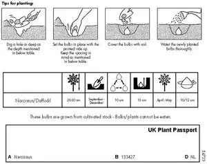 Yellow Narcissus Daffodil Bulbs, 200 Bulbs, Bee Friendly, Easy Planting, Perfect Spring Flowers, Eco-Friendly Packaging