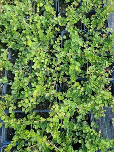 Honeysuckle Lonicera Crassifolia 'Little Honey' in a 9cm Pot