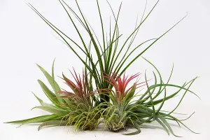 5 x Air Plants Mixed Tillandsia - Large Plants - Indoor House Plants