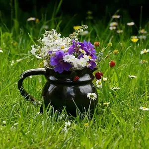 Wild Flower Lawn Seed - UK Native Wildflowers - 250g