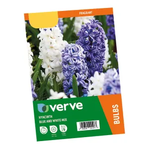 Hyacinth Blue & White mix 9 Flower bulbs