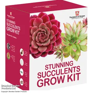 Gift Seed Grow Kit Stunning Succulents