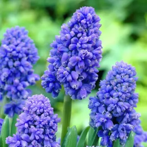 10 x Muscari armeniacum Grape Hyacinth Spring Bulbs - Blue Outdoor Flowering Perennials - Grow in Beds, Borders & Patio Pots