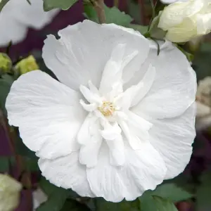 Hibiscus 'White Chiffon' in a 9cm Pot