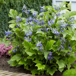 Clematis New Love 7cm Potted Plant x 2 + Planter x 2