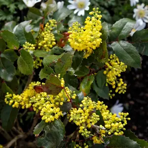 Mahonia Aquifolium - Vibrant Yellow Blooms for Shaded Gardens (20-30cm Height Including Pot)