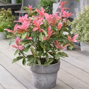 Photinia Pink Crispy Garden Shrub - Colorful Foliage, Compact Size (15-25cm Height Including Pot)