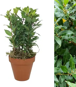 Bay Laurel Herb Plant in 15cm Terracotta Pot Topped with Moss - Evergreen Outdoor Laurus Nobilis - Christmas Gardening Gift