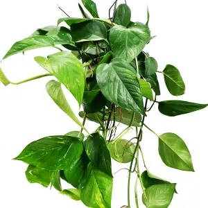 House Plant - Devil's Ivy - Golden Pothos - 12 cm Pot size - 10-20 cm Tall - Epipremnum Pinnatum Aureum - Indoor Plant