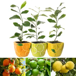 Citrus Trio: Lemon, Lime & Orange in Ceramic Pots, Fresh and Fragrant (20-30cm, 9cm Pots)