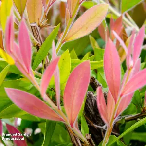 Red Callistemon Laevis - Large 15 Litre Potted Plant x 1 - Sun Loving Shrub