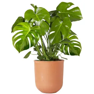 Monstera Deliciosa - Tropical Foliage Icon for Indoor Gardens (14cm, 40-50cm)