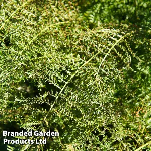 Fern Athyrium filix-femina Victoriae 9cm Potted Plant x 1