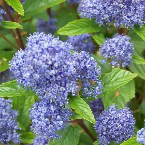 Ceanothus Blue Mound - Outdoor Flowering Shrub, Ideal for UK Gardens, Compact Size (15-30cm Height Including Pot)