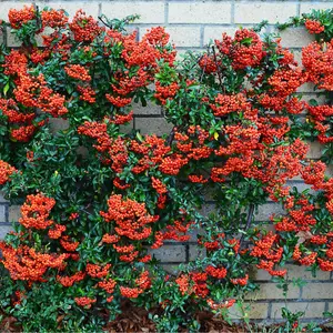 Pyracantha Red Column Garden Plant - Compact Size, Vibrant Red Berries (20-40cm, 10 Plants)