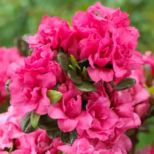 Azalea Rokoko - Evergreen Shrub, Pink Blooms, Compact Size (20-30cm Height Including Pot)