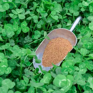 Wild White Clover Flower Seeds for Lawns and Gardens (100 grams)