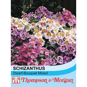 Schizanthus Dwarf Bouquet Mixed 1 Seed Packet (140 Seeds)