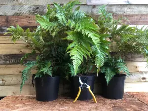 Hardy Fern Dryopteris Erythrosora Plant Large 20-30cm Supplied in a 2/3 Litre Pot