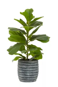 Interiors By Premier Synthetic Ficus Tree, Environment Friendly Indoor Ficus Tree, Easy To Maintain Pot For Artificial Flowers