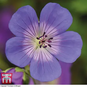 Geranium (Hardy) Rozanne 3 Bare Roots