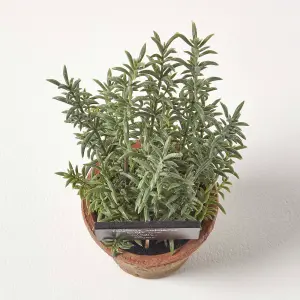 Homescapes Artificial Thyme Plant in Decorative Pot