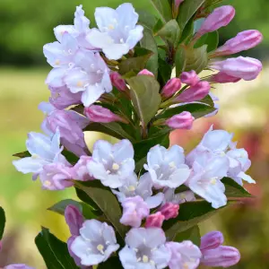 Weigela Apple Blossom Garden Plant - Pink and White Blooms, Compact Size (20-30cm Height Including Pot)