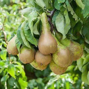 Pear 'Little Conference' Fruit Tree in 4.5L Pot - Grow Your Own