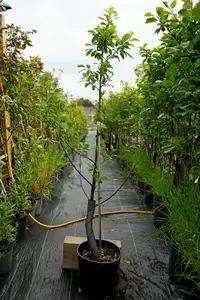 Lincolnshire Fruits Blue Tit Plum Potted 12 Litre 1.5m Tree