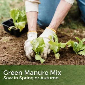 Green Manure Flower Seeds Mix - Year Round - Allotments, Beds and Borders - 900g