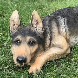 Laying German Shepherd figurine, large (44cm long) realistic home or garden ornament or memorial