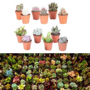 10 Mixed Indoor Plants - 5 Succulents - 5 Cactus Plants in 5.5cm Pots