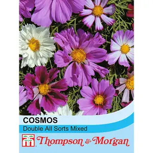 Cosmos Double All Sorts Mixed 1 Seed Packet (75 Seeds)