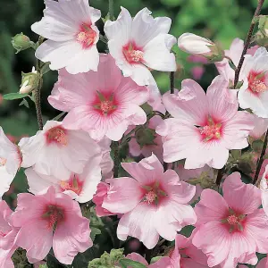 2 x Lavatera 'Barnsley' - Tree Mallow Plants - Both Arrive in 9cm Pots