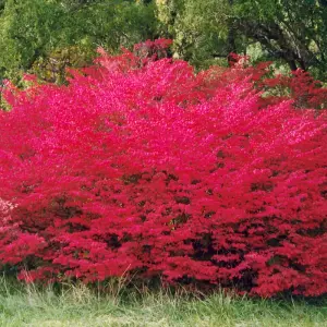 Euonymus Alatus Garden Shrub - Attractive Autumn Color, Green Foliage, Compact Size, Hardy (15-30cm Height Including Pot)