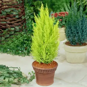 Cupressus Wilma Goldcrest 4 x 9cm Pots - Golden Conifers Evergreen Hardy Plants