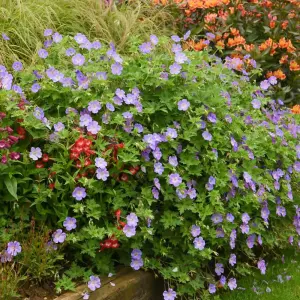 Geranium Rozanne 6 Bare Root Plants