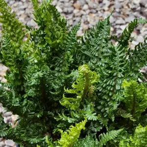 Dryopteris Crispa - Hardy Fern, Large Fronds, Part Shade, Moderate Height (30-40cm Height Including Pot)