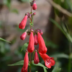 Penstemon 'King George V' in 9cm Pot - Semi-Evergreen Perennial