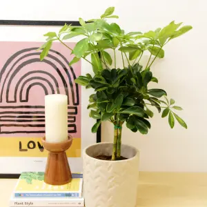 Schefflera Arboricola Gold Capella Plant in 14cm Pot - Fast Growing Dwarf Umbrella Tree - Easy to Grow Air Purifying Houseplant