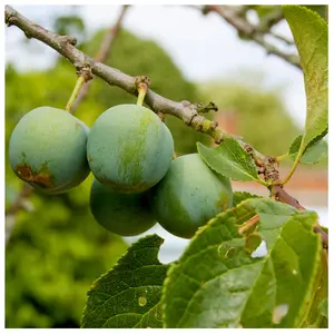 Dwarf Patio Cambridge Gage Plum Tree, Self-Fertile, Green Gage 3FATPIGS