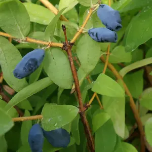 3 x Honeyberry Plant Lonicera Kamschatica 'Balalaika' in a 9cm Pot Fruit Trees for Gardens and Patios