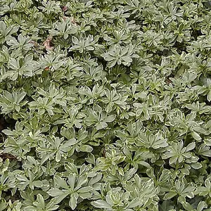 Pachysandra Variegata - Variegated Foliage, Evergreen Plant, Hardy (20-30cm Height Including Pot)