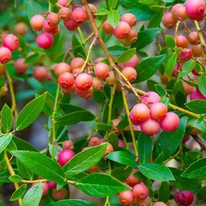 Blueberry Bush 'Pink Lemonade' - Vaccinium in 9cm Pot - Reliable Heavy Cropping