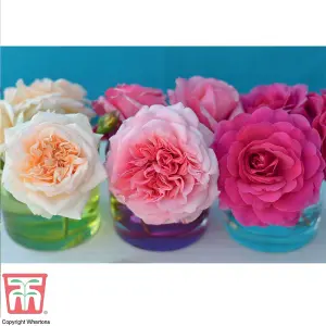 Rose (Rosa) (Hybrid Tea) Home Florist Timeless Collection 4 Bare Roots