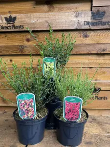 3 Mixed Large Cytisus Flowering Broom Shrubs Garden Plants in 2-3 Litre Pots