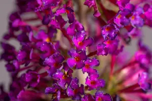 Buddleja Butterfly Towers "Magenta" Shrub - Strong Plant in a 9cm Pot