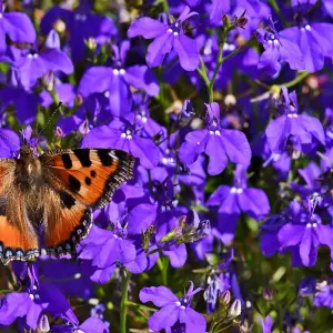 Lobelia Crystal Palace 1 Seed Packet (500 Seeds)